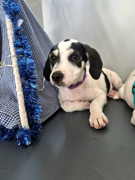 Ahès, femelle berger, née le 15/09/2025