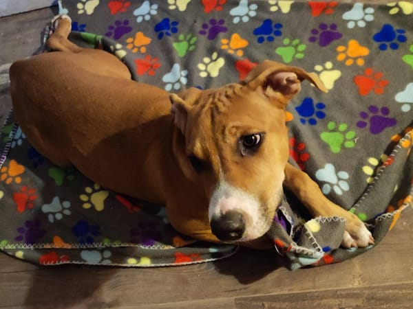 Aéla, femelle croisée berger, née le 15/06/2025 🐶