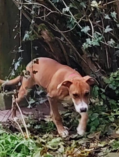 Aéla, femelle croisée berger, née le 15/06/2025 🐶