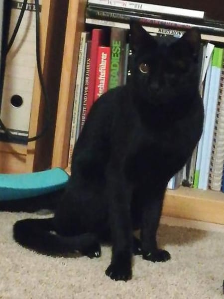 Dylan aus dem Tierschutz