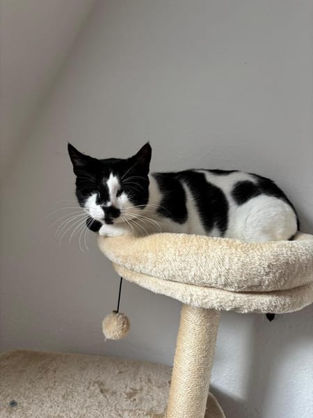 Blinde Bonita aus dem Tierschutz