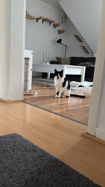 Blinde Bonita aus dem Tierschutz