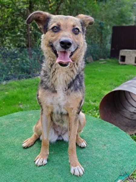 Sportliche Kuschelmaus COSMINA, 3 Jahre