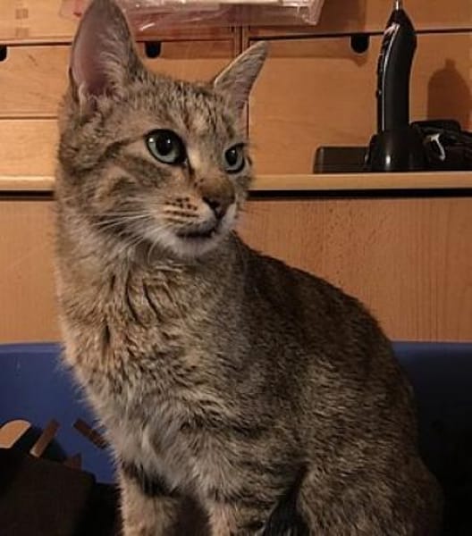 Wohnungskatze Nala sucht Freundin