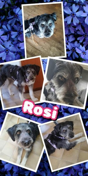 Hübsche Rosi braucht Hilfe!