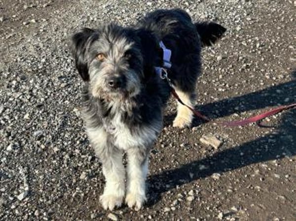 Hübsche Rosi braucht Hilfe!