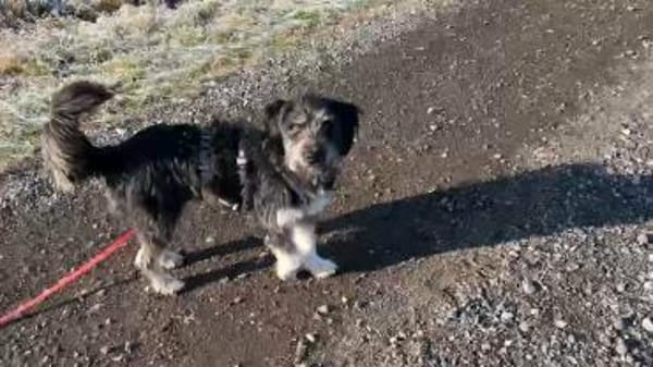 Hübsche Rosi braucht Hilfe!