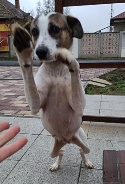 Liebenswerte Rozi sucht euch