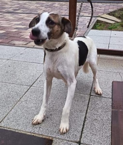 Liebenswerte Rozi sucht euch