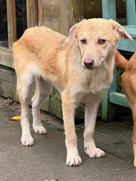 GRETCHEN-zauberhafte Jung-Hündin, 38 cm