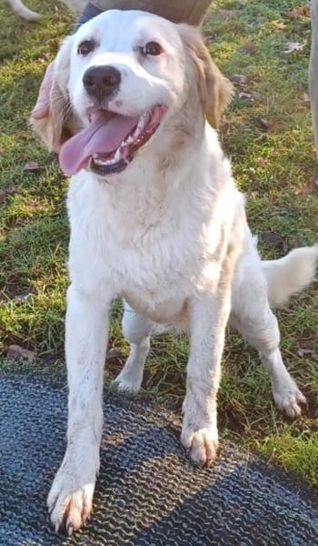 SMILLA 🧡🧡🧡MÖCHTE IHR HERZ EROBERN