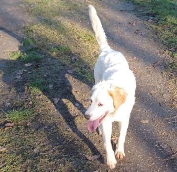 SMILLA 🧡🧡🧡MÖCHTE IHR HERZ EROBERN