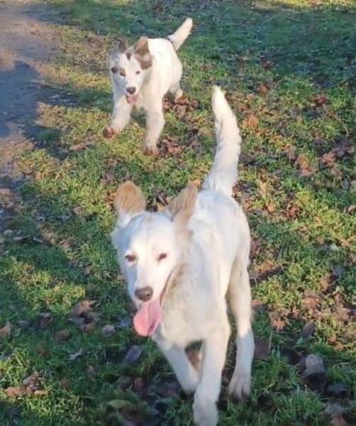 SMILLA 🧡🧡🧡MÖCHTE IHR HERZ EROBERN