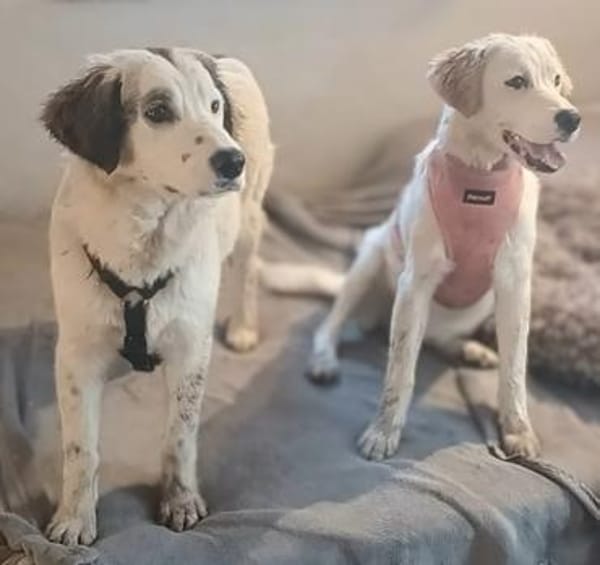 SMILLA 🧡🧡🧡MÖCHTE IHR HERZ EROBERN