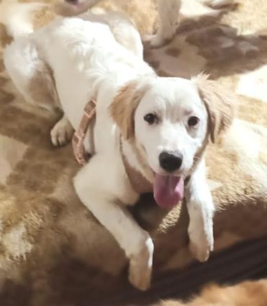 SMILLA 🧡🧡🧡MÖCHTE IHR HERZ EROBERN