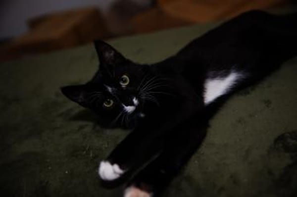 6 Monate alter TIBERIUS sucht Zuhause!