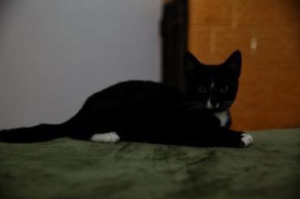 6 Monate alter TIBERIUS sucht Zuhause!