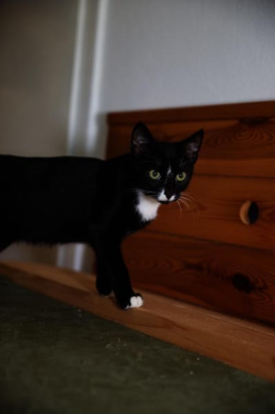 6 Monate alter TIBERIUS sucht Zuhause!