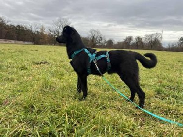 Hübsche Pinga träumt vom Happyend!