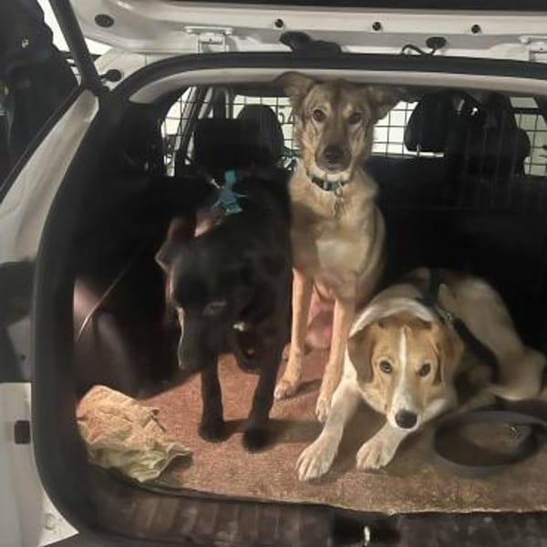 Hübsche Pinga träumt vom Happyend!