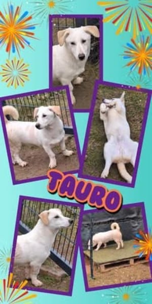 Toller Tauro sucht tolle Familie!