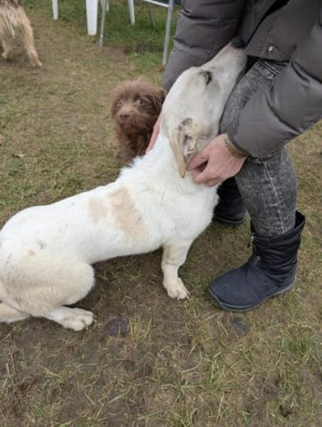 Toller Tauro sucht tolle Familie!