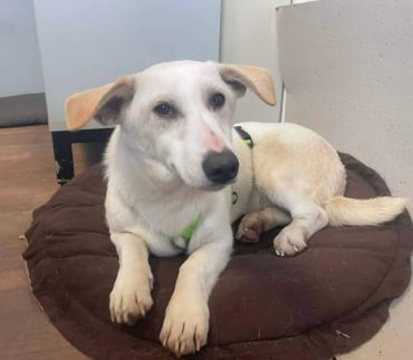 Toller Tauro sucht tolle Familie!