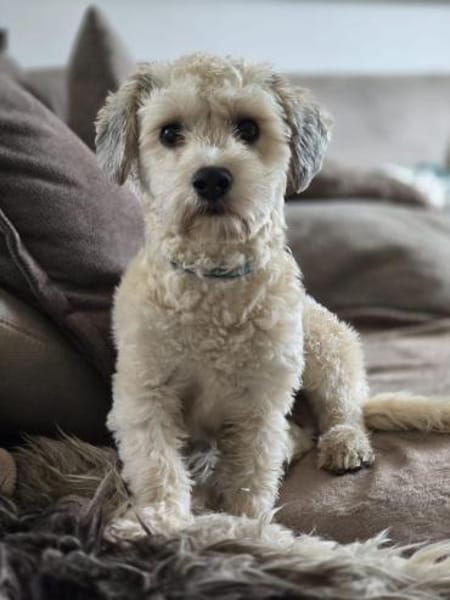 Einstein  Der charmante Bichon-Mix