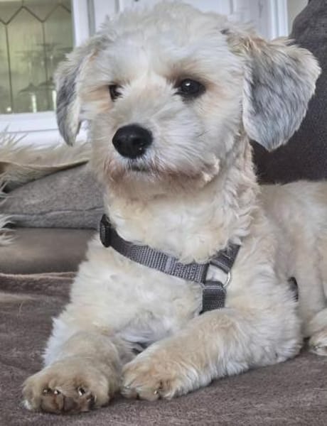 Einstein  Der charmante Bichon-Mix