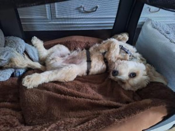 Einstein  Der charmante Bichon-Mix