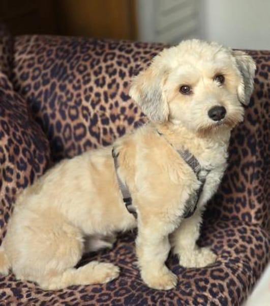 Einstein  Der charmante Bichon-Mix