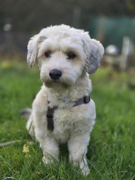 Einstein  Der charmante Bichon-Mix