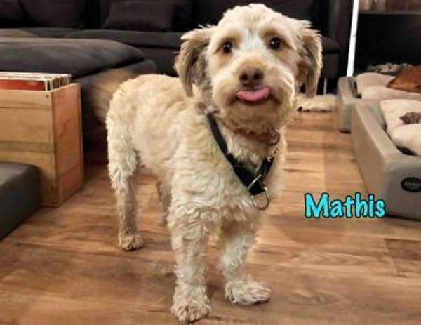 Mathis charakterstarker kl. Terrier-Mix