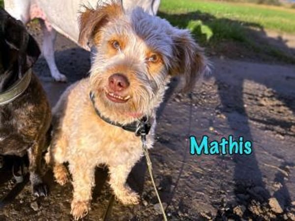 Mathis charakterstarker kl. Terrier-Mix