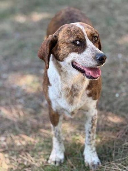 BETUSCH sucht Familienanschluss