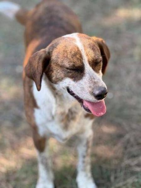 BETUSCH sucht Familienanschluss