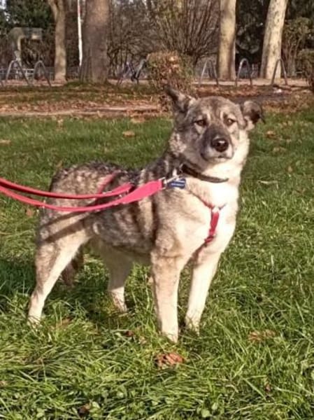 Lonka-verschmuste, süße Hündin, 42 cm