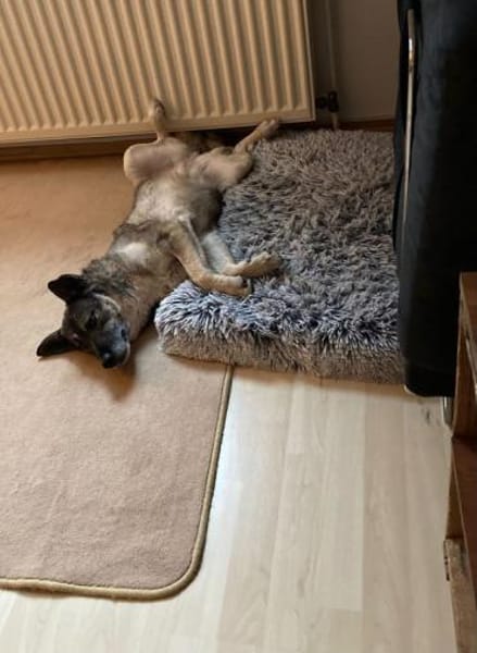 Lonka-verschmuste, süße Hündin, 42 cm