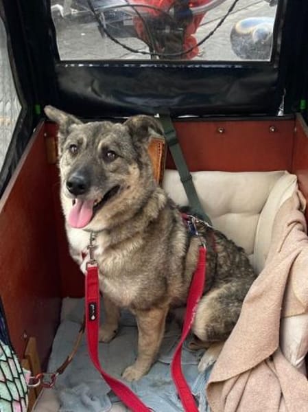 Lonka-verschmuste, süße Hündin, 42 cm