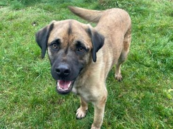 Seppl - möchte eine eigene Familie