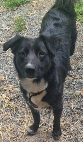 FELIX sucht seine Menschen