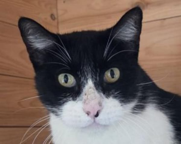 MINO-ruhiger,zurückhaltender Kater