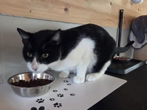 MINO-ruhiger,zurückhaltender Kater