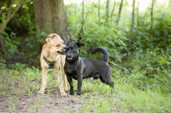 Beru - Zuhause gesucht, Liebe garantiert