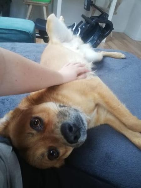 Beru - Zuhause gesucht, Liebe garantiert