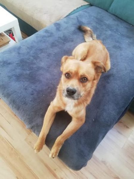 Beru - Zuhause gesucht, Liebe garantiert