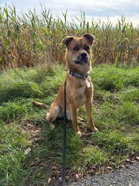 Beru - Zuhause gesucht, Liebe garantiert