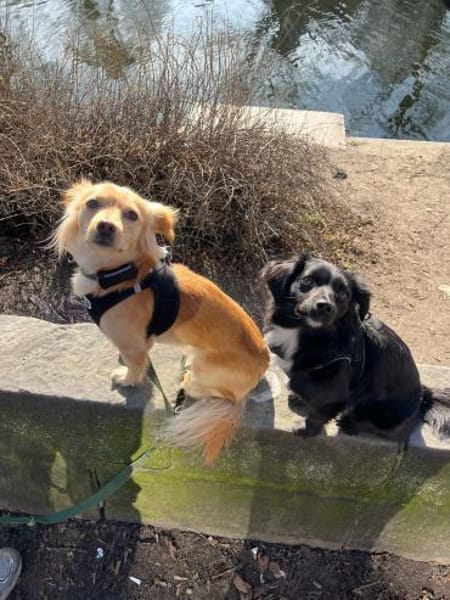 Kleiner MIO sucht ländliches Zuhause!