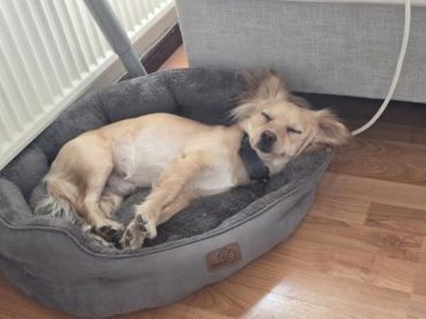 Kleiner MIO sucht ländliches Zuhause!