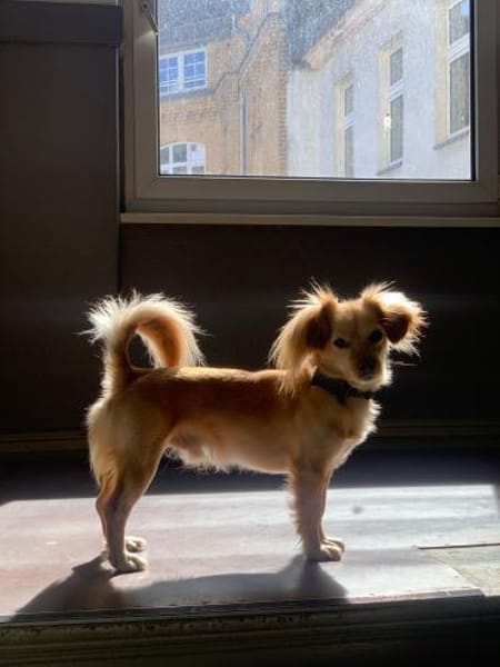 Kleiner MIO sucht ländliches Zuhause!